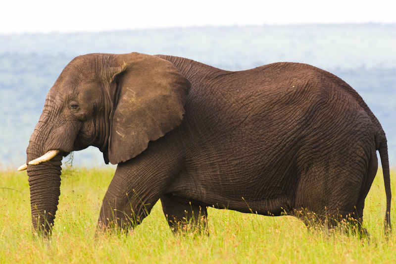 African Elephant